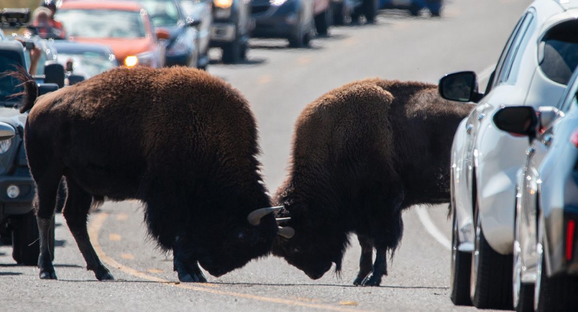 Two animals posturing